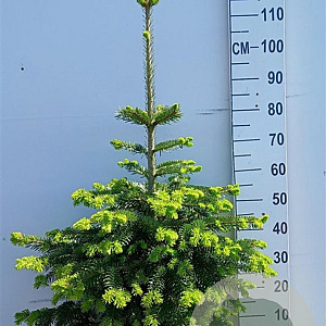 Abies nordmanniana 80-100 cm 20L