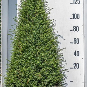 Juniperus comm. 'Hibernica' 175-200 cm cont. 90L
