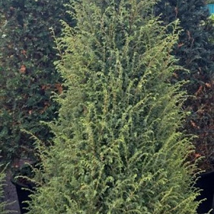 Juniperus comm. 'Suecica' 175-200 cm cont. 90L