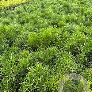 Pinus mugo mugo 15-20 cm 2,0L