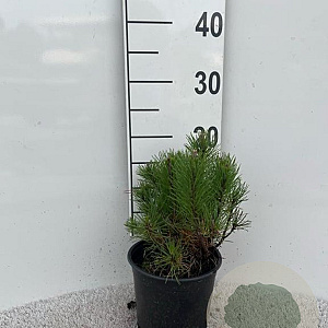 Pinus mugo mugo 15-20 cm 2,0L