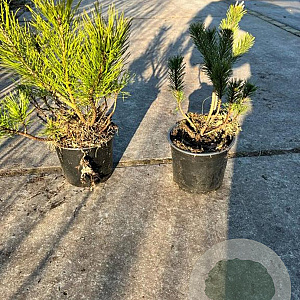 Pinus mugo mugo 15-20 cm 2,0L