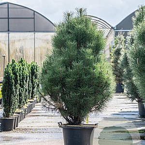 Pinus nigra 'Pyramidalis' 175-200 cm cont. 90L