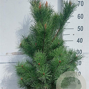 Pinus sylvestris 60-80 cm 10L