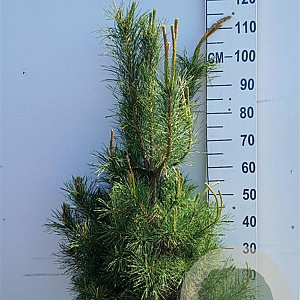 Pinus sylvestris 100-125 cm 20L