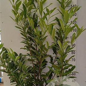 Prunus l. 'Caucasica' 125-150 cm 20L