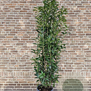Prunus l. Elly 175-200 cm 20L