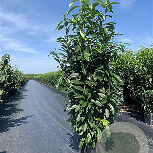 Prunus l. Genolia 125-150 cm 20L