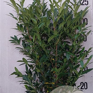 Prunus l. 'Herbergii' 125-150 cm 20L