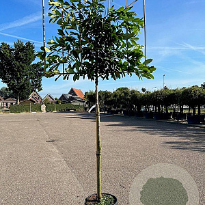 Prunus l. 'Novita' 180 cm stam cont. 80L 12-14 leiboom