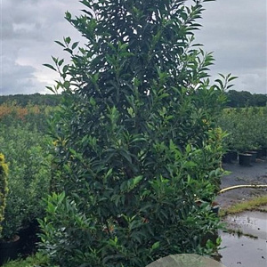 Prunus lusitanica 'Angustifolia' 200-225 cm cont. 90L