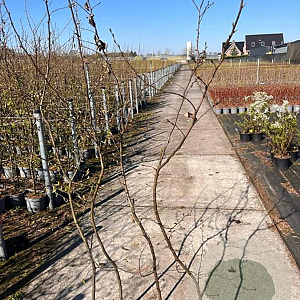 Carpinus betulus 175-200 cm 5,0L