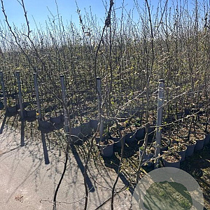 Carpinus betulus 175-200 cm 5,0L