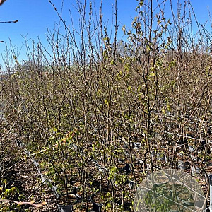 Carpinus betulus 175-200 cm 5,0L