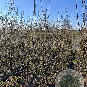 Carpinus betulus 175-200 cm 5,0L