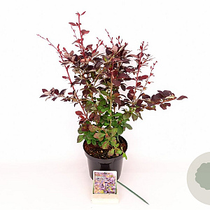 Berberis ott. 'Superba' 40-50 cm 3,0L
