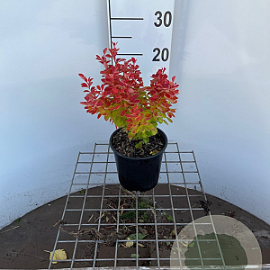 Berberis thunb. 'Orange Ice' 25-30 cm 2,5L