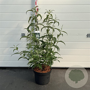 Buddleja d. 'White Profusion' 60-80 cm 10L