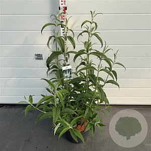 Buddleja d. 'White Profusion' 60-80 cm 10L