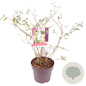 Buddleja d. 'White Profusion' 60-80 cm 10L