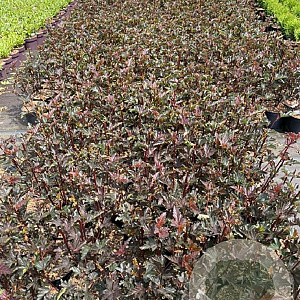 Physocarpus opulif. 'Red Baron' 60-80 cm 3,0L vertakt