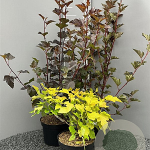 Physocarpus opulif. 'Red Baron' 60-80 cm 3,0L vertakt
