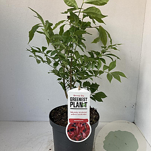 Euonymus alatus 40-50 cm 3,0L