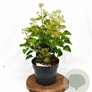 Hedera hel. 'Arborescens' 30-40 cm 3,0L