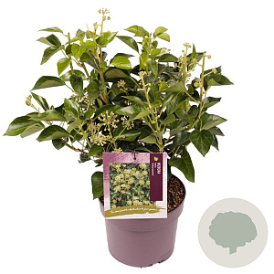Hedera hel. 'Arborescens' 30-40 cm 3,0L