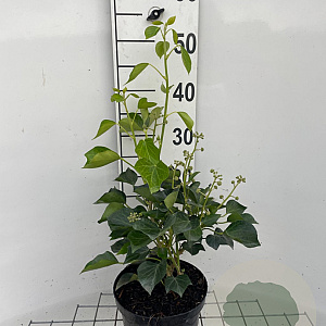 Hedera hel. 'Arborescens' 40-50 cm 3,0L