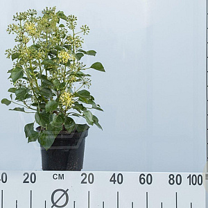 Hedera hel. 'Arborescens' 40-50 cm 3,0L