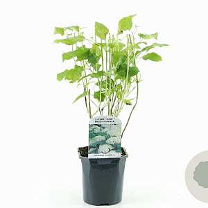 Hydrangea a. 'Annabelle' 30 cm 2,0L