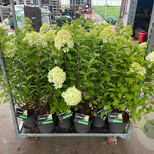 Hydrangea pan. 'Limelight' 40-50 cm 7,5L