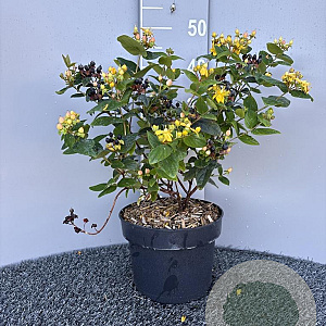 Hypericum i. Magical Beauty 30-40 cm 5,0L