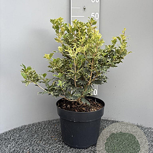 Osmanthus heter. 'Goshiki' 40-50 cm 7,5L