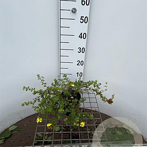 Potentilla f. 'Elizabeth' 30-40 cm C1.3