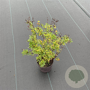Potentilla f. 'Goldfinger' 20-30 cm P13