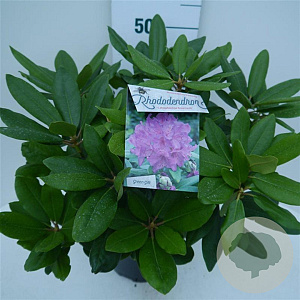 Rhododendron 'Catawb. Boursault' 30-40 cm 5,0L