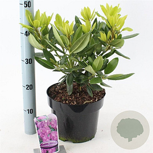 Rhododendron 'Catawb. Grandiflorum' 30-40 cm 5,0L
