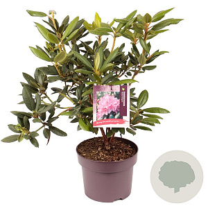 Rhododendron 'Roseum Elegans' 30-40 cm 5,0L