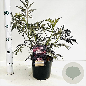 Sambucus nigra Black Lace 40-50 cm 3,0L
