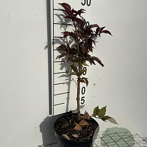 Sambucus nigra Black Tower 40-50 cm 3,0L