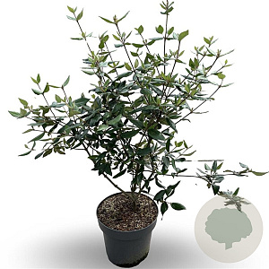 Viburnum burkwoodii 70 cm 7,5L