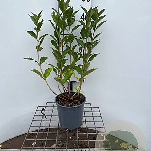 Weigela florida Pink Poppet 40-50 cm 2,5L