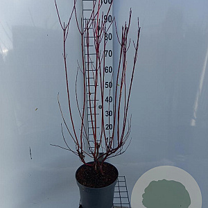Cornus alba 'Sibirica' 80-100 cm 7,5L