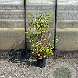 Cornus alba 'Sibirica' 80-100 cm 7,5L