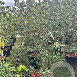 Cornus k. 'Milky Way' 250-275 cm cont. 80L