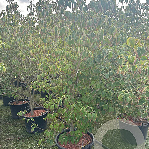 Cornus k. 'Milky Way' 250-275 cm cont. 80L