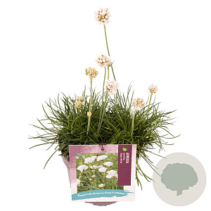 Armeria m. 'Abbey White' GM 2,0L
