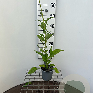 Echinacea p. 'Alba' GM C1.3